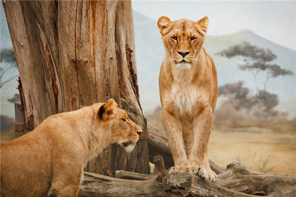 夢到野生動物園預示什麼_周公解夢