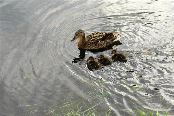 已婚女人夢見殺鴨_周公解夢
