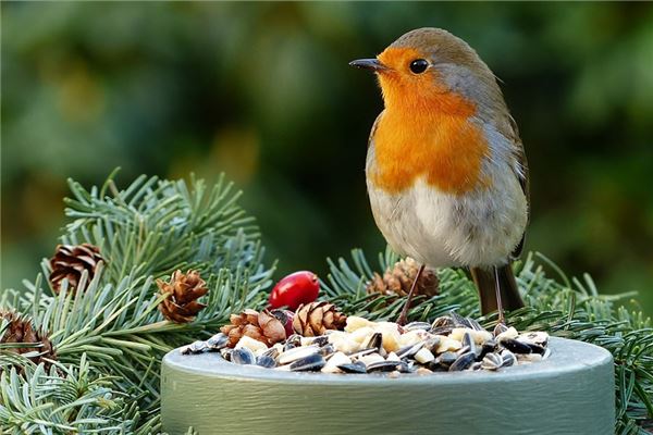 夢到了打死小鳥是什麼徵兆_周公解夢