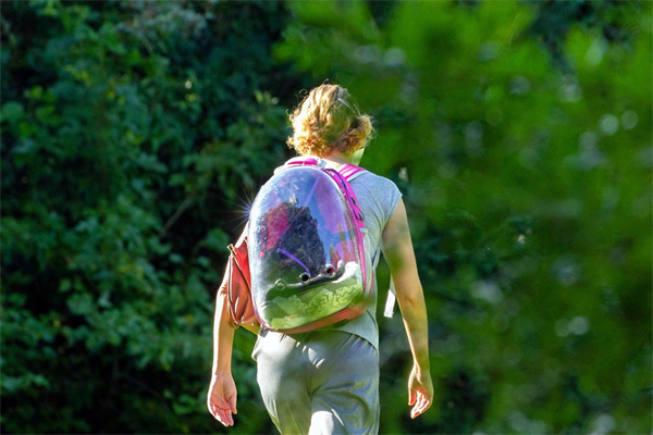 夢到了自己去讀書代表什麼_周公解夢