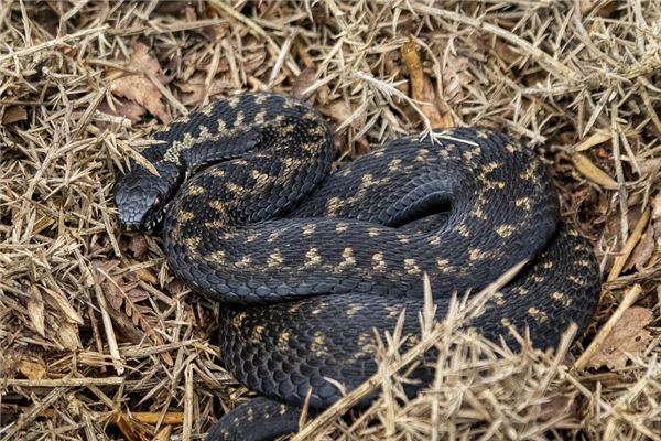 夢見大黑蛇_周公解夢