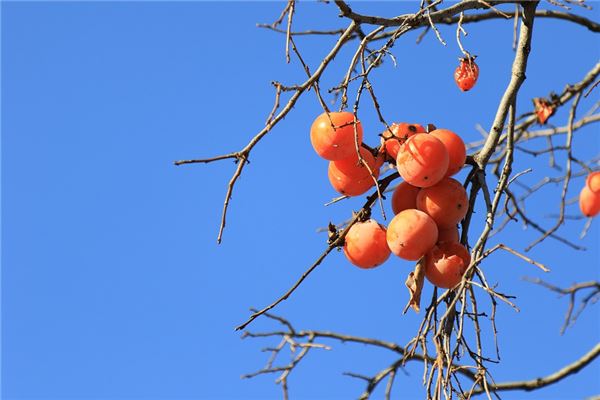 夢見滿樹柿子是好事還是壞事_周公解夢