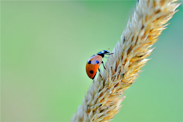 夢見捉蟲是什麼意思_周公解夢