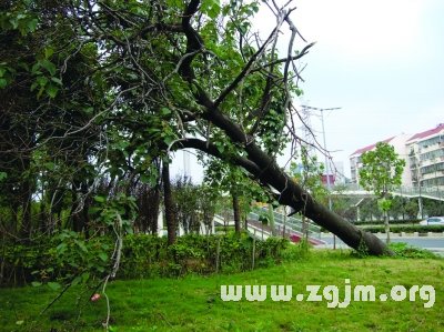 夢見大樹倒了_周公解夢