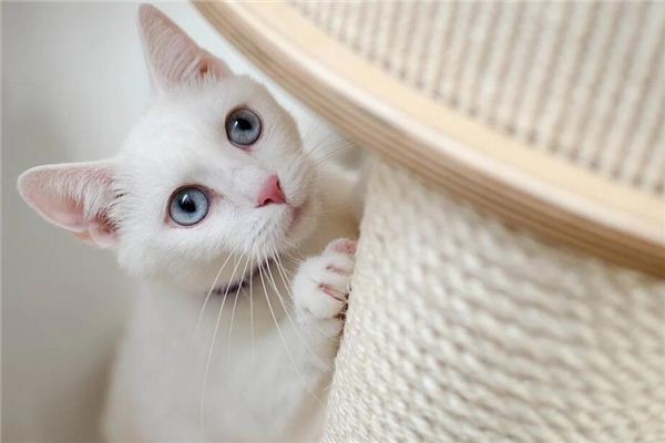 夢到白貓預示什麼_周公解夢