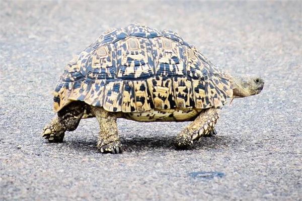 女人夢見捉到了烏龜_周公解夢