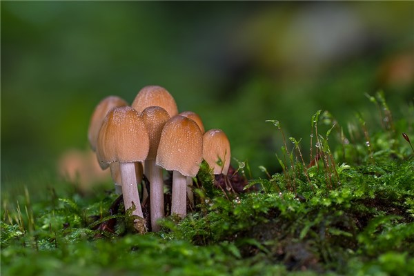 夢到野蘑菇怎麼說_周公解夢