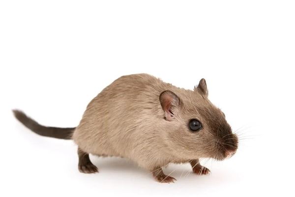 夢見抓到老鼠_周公解夢