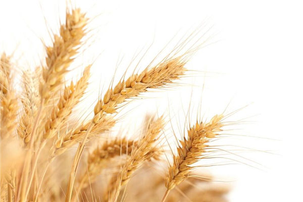 夢見麥子黃了是啥意思_周公解夢