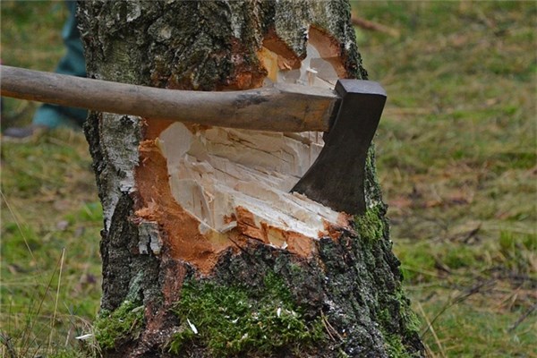 夢到了砍小樹預兆了什麼嗎_周公解夢