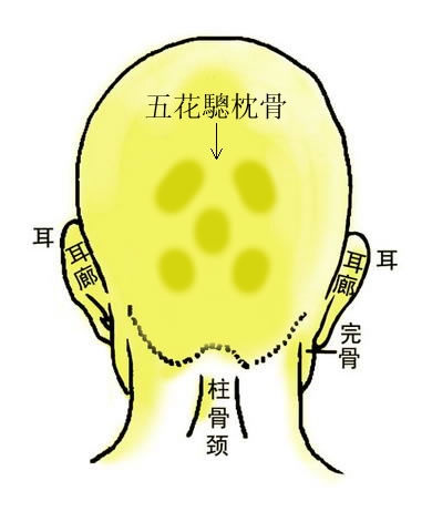 骨相大全——五花驄枕骨