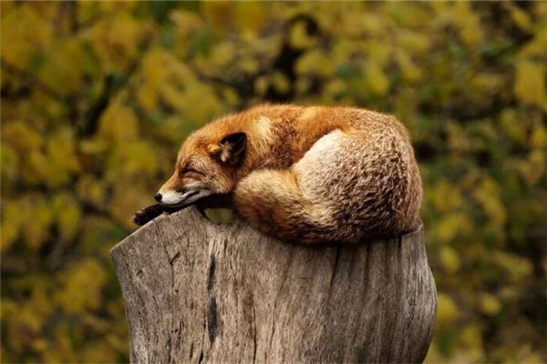 夢見被動物咬手_周公解夢