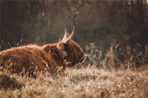 夢到了殺死牛有什麼意思嗎_周公解夢