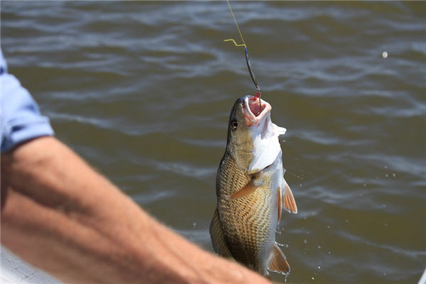 夢見鉤魚_周公解夢