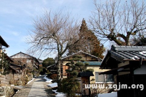 夢見枯樹殘枝