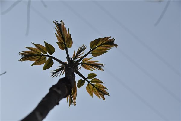 夢到了吃香椿是咋回事_周公解夢