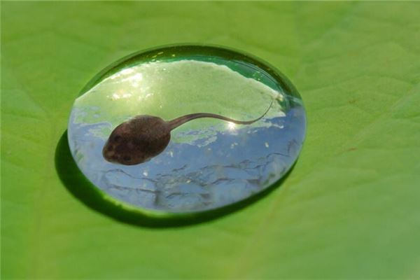 夢見蝌蚪_周公解夢