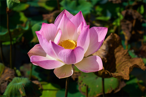 夢到種蓮花是什麼兆頭_周公解夢