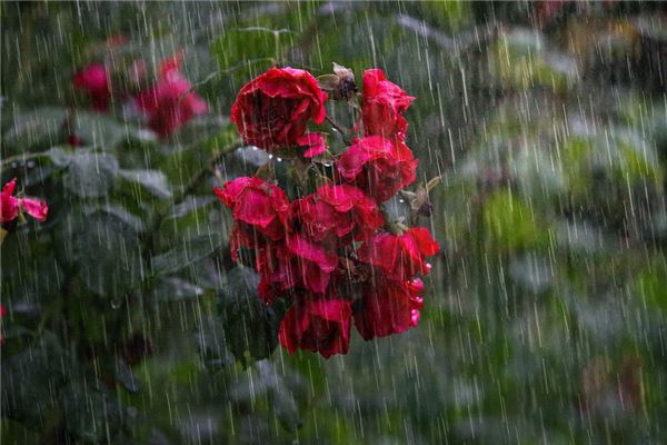夢到了下大雨發水是怎么回事_周公解夢