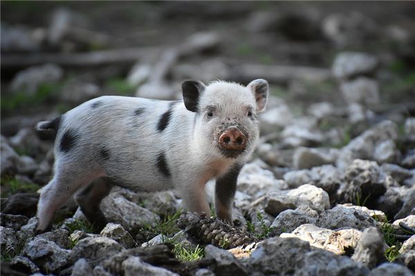 豬年臘月生的命運如何?_十二生肖