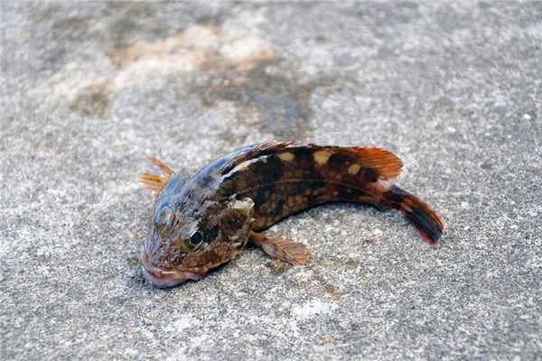 夢見娃娃魚是什麼預兆_周公解夢