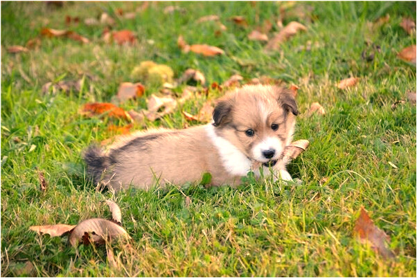 夢到懷孕的人鴿子是不是好的徵兆呢_周公解夢官網