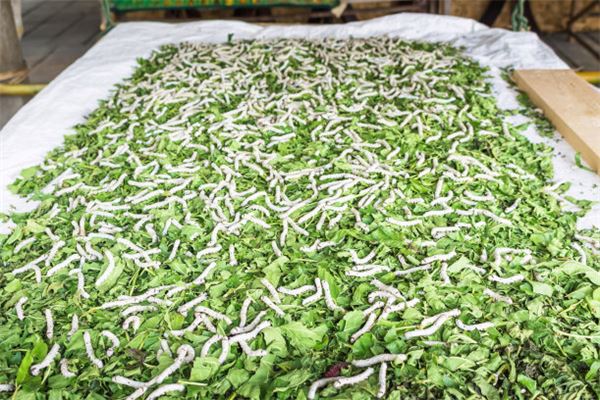 夢見生蛆是什麼預兆_周公解夢