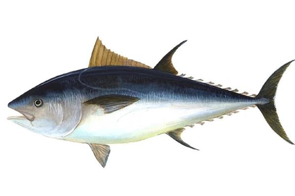 夢見兩條大魚_周公解夢