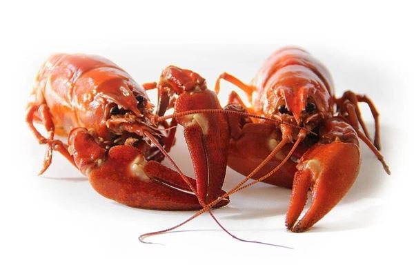 夢見釣龍蝦_周公解夢