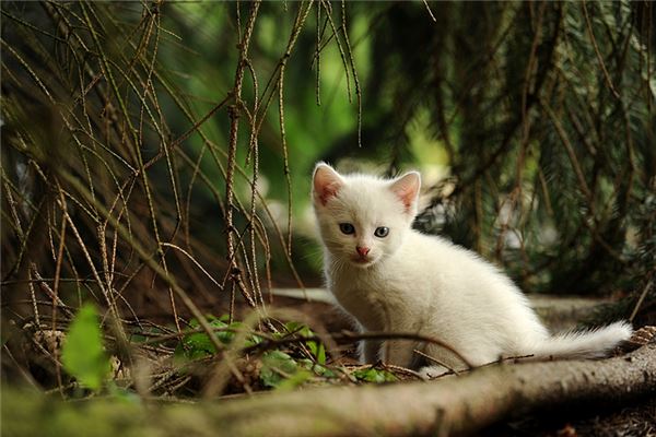夢見貓抓傷自己_周公解夢