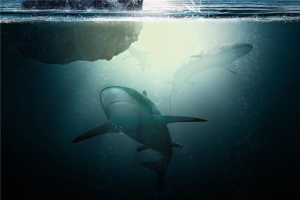 夢見大鯊魚是什麼意思_周公解夢