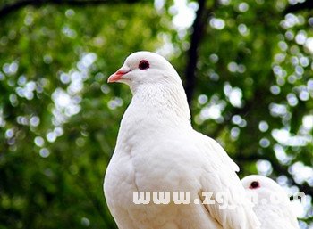 孕婦夢見抓鴿子預示要生女兒_周公解夢 孕婦夢見抓鴿子預示要生女兒是什麼意思_孕婦夢見抓鴿子預示要生女兒好不好_周公解夢官網