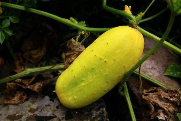 孕婦夢見黃瓜但沒摘_周公解夢 孕婦夢見黃瓜但沒摘是什麼意思_孕婦夢見黃瓜但沒摘好不好_周公解夢官網