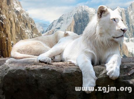 夢見白獅子