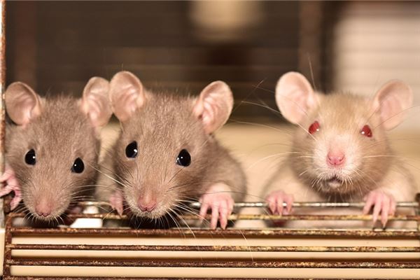 2020年屬鼠的運勢_十二生肖