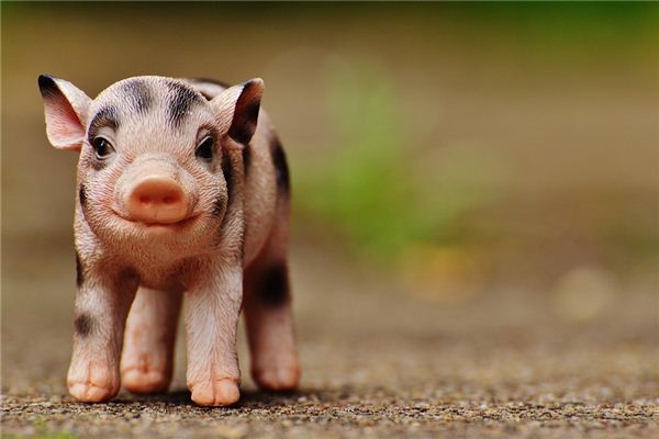 夢見殺豬怎么化解_周公解夢