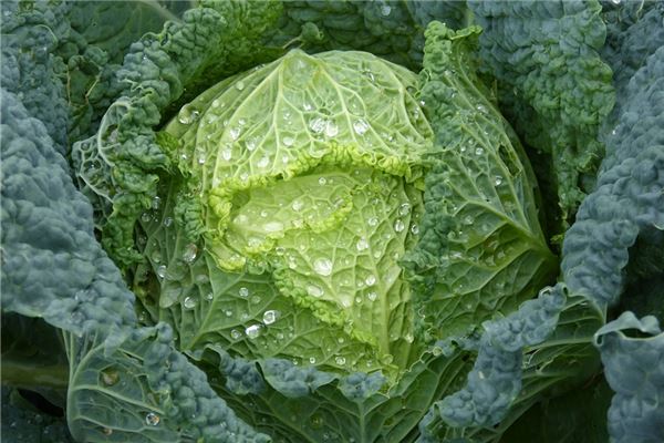 夢見白菜生了男孩_周公解夢