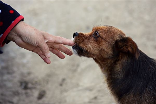 孕婦夢到被狗咬_周公解夢