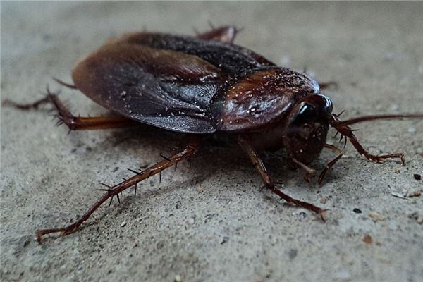 夢見打蟑螂_周公解夢