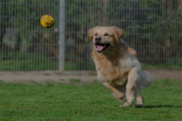 夢到被狗追意味著什麼_周公解夢