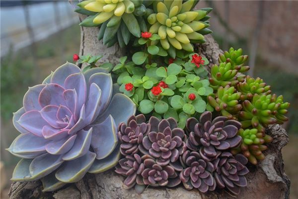 夢見多肉花是凶兆還是吉兆_周公解夢