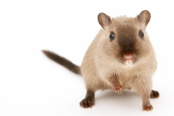 夢到了耗子咬手預示著什麼_周公解夢