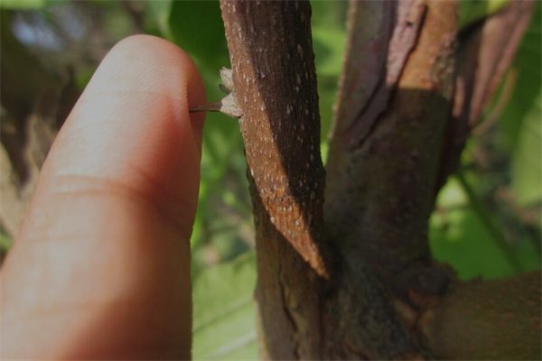 夢見手上有刺是啥意思_周公解夢