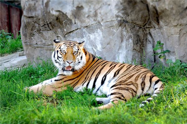 1986年屬虎的最配生肖_十二生肖