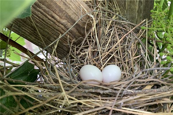 夢到燕子蛋有什麼意義嗎_周公解夢