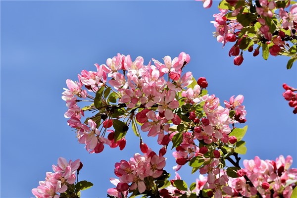 夢到了海棠樹是好的徵兆嗎_周公解夢