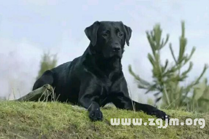 夢見一隻大黑狗