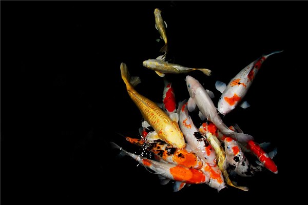 夢見放生鯉魚是什麼預兆_周公解夢