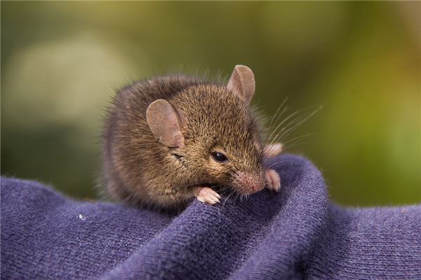1948年屬什麼_十二生肖