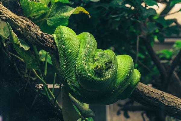 男人夢到大蛇_周公解夢